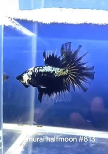BETTA SAMURAI HALFMOON MALE LIVE FISH HIGH QUALITY#813 - Picture 1 of 4