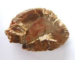 Versteinertes Holz Stammstück Scheibe Ø 3,5 cm zwei polierte Seiten Madagaskar - Bild 1 von 4