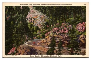 Newfound Gap Highway bordata con rododendro di montagna - Foto 1 di 2