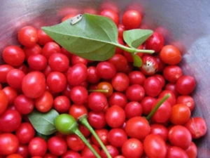 Chiltepin Bird's Eye Wild Chili Heirloom Pepper 50 Premium Seeds - VERY HOT - Picture 1 of 4