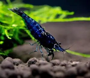 20x GAMBA NEOCARIDINA BLUE DREAM, para acuario, pecera de agua dulce y caliente - Imagen 1 de 2