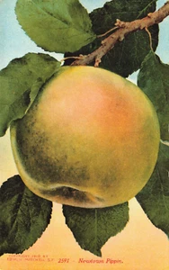 Postcard Newtown Pippin Apple 1910 - Picture 1 of 2
