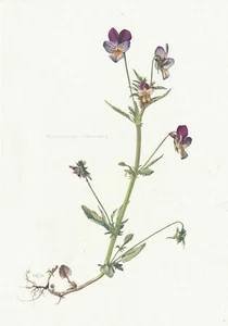 Planche 92 Histoire Naturelle Flore : Pensée sauvage - Picture 1 of 1