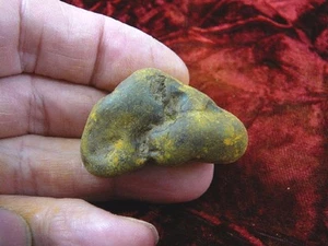 (PP462-26) 1-5/8" Genuine Fossil TURTLE POOP Coprolite DUNG WEIRD WA state doo - Picture 1 of 1