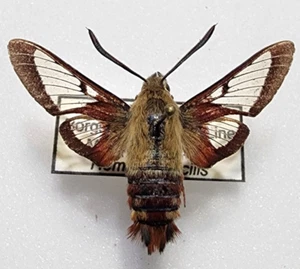 TOP RAREZA Sphingidae Hemaris gracilis Michigan ¡¡SOLO UNO!! Polilla colibrí - Imagen 1 de 1