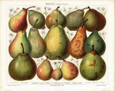 植物水果版画 - 批量 4 张古董色刻画 (c. 1900) — 第 1/4 张图片