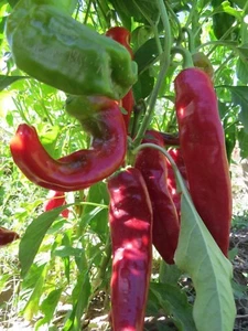 Velarde Chile - a traditional chile from Northern New Mexico - Imagen 1 de 1