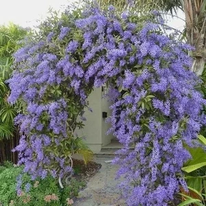 Petrea volubilis 2 semillas en todo el mundo - Imagen 1 de 3