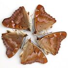 collectiont 5 PCS folded unmounted real butterfly nymphalidae apatura ilia China
