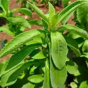 100 SEMI DI STEVIA REBAUDIANA- FRESCHI DOLCIFICANTE NATURALE+SPEDIZIONE GRATUITA - Foto 1 di 3