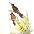 John Gould GIANT Hummingbirds Vintage Art Print Book Plate 232
