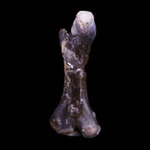 Captorhinus Aguti Fossil Femur Bone Permian Age Reptile 299 Mil Yrs Old Display - Picture 1 of 10