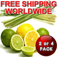 LEMONGRASS & PERSIAN LIMES Scented Potpourri Sachets VEGAN & CRUELTY FREE