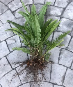 12 Boston Sword Ferns, Live Plants bare root bundle air purifier - Picture 1 of 2