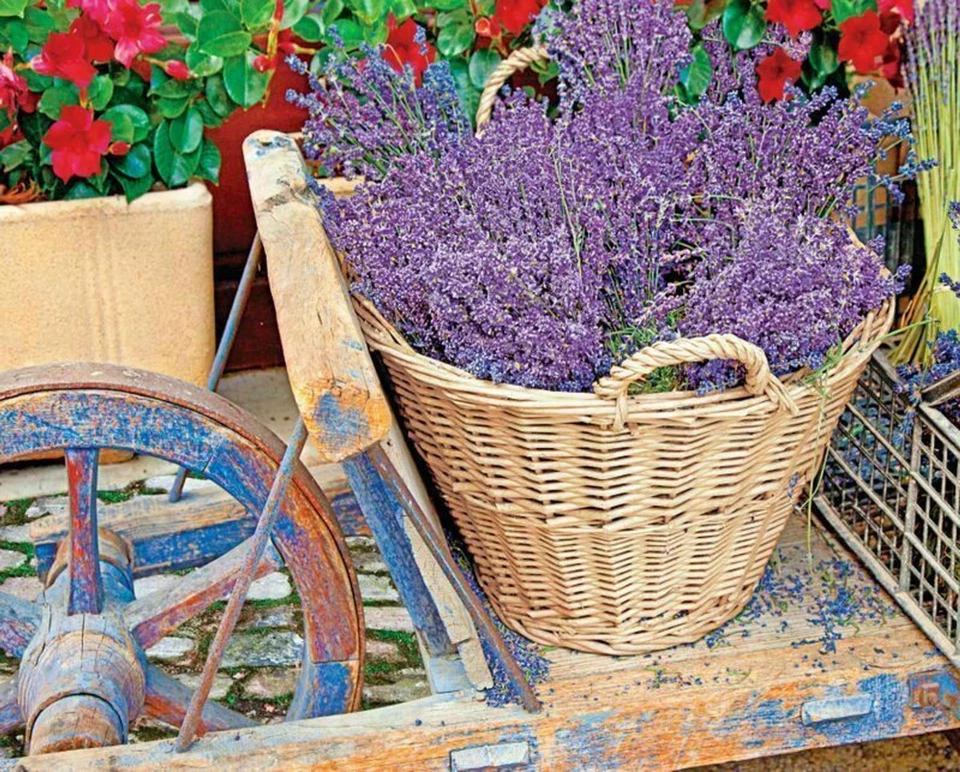 311002 Springbok 1000 Piece Jigsaw Puzzle Basket of Lavender