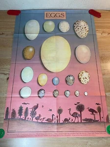 Vintage 1979 Scholastic Tier Eier Poster Schule Zuhause Wanddeko hält bis zum Licht - Bild 1 von 14