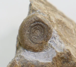 Goniatite, Archoceras varicosum, Devon, Givet, Bredelar, Sauerland, BRD -k496 - Foto 1 di 4