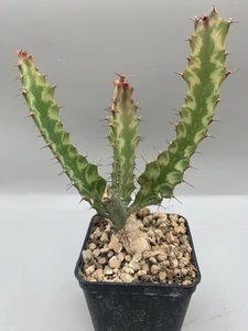 Euphorbia Buruana Variegata Vaso 10 Cm, Pianta Rara Verde - Foto 1 di 4