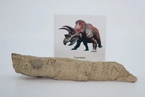 Triceratops Dinosaur Fossil Frill 7.2" 182.8mm Blood Grooves Wyoming WY COA 6860 - Picture 1 of 16
