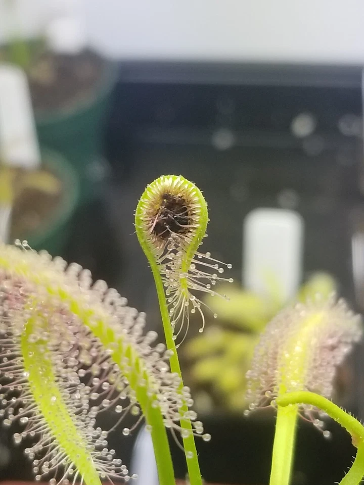 Drosera capensis "alba" Seeds - Carnivorous Sundew Plant - Easy for beginners! - Image 1 of 3