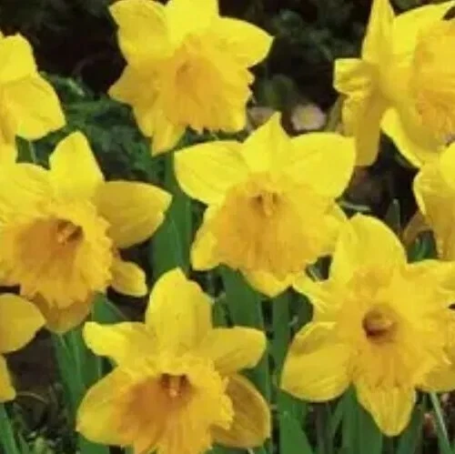 12 Dutch Master Daffodils  Bulbs - Image 1 of 3