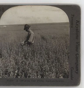 480 Acre Haferfeld Saskatchewan Kanada Keystone Stereoansicht um 1920 - Bild 1 von 4