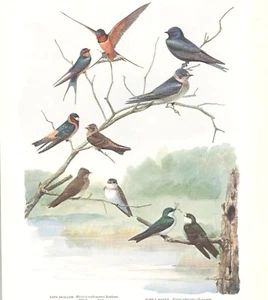 Original 1914 Color Bird Print - Various SWALLOWS - PURPLE MARTIN - Fuertes - Picture 1 of 2