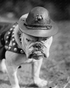 Bull Dog Sargent 1925 8x10 Reprint Of Old Photo 2 - Picture 1 of 1