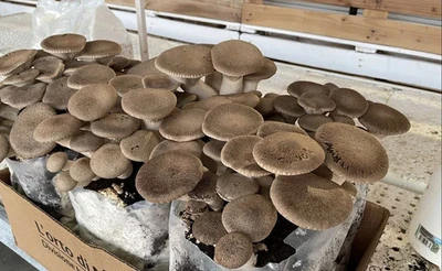 3 ballette funghi Cardoncelli alta resa e qualità 3x pani di funghi. - Immagine 1 di 3