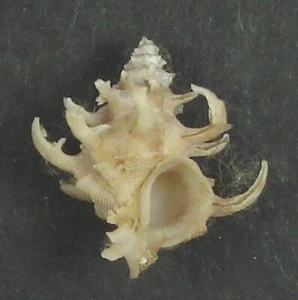 BABELOMUREX GEMMATUS 18.18mm BEAUTIFUL SPECIMEN Liguid Is., Davao, Philippines - Picture 1 of 2
