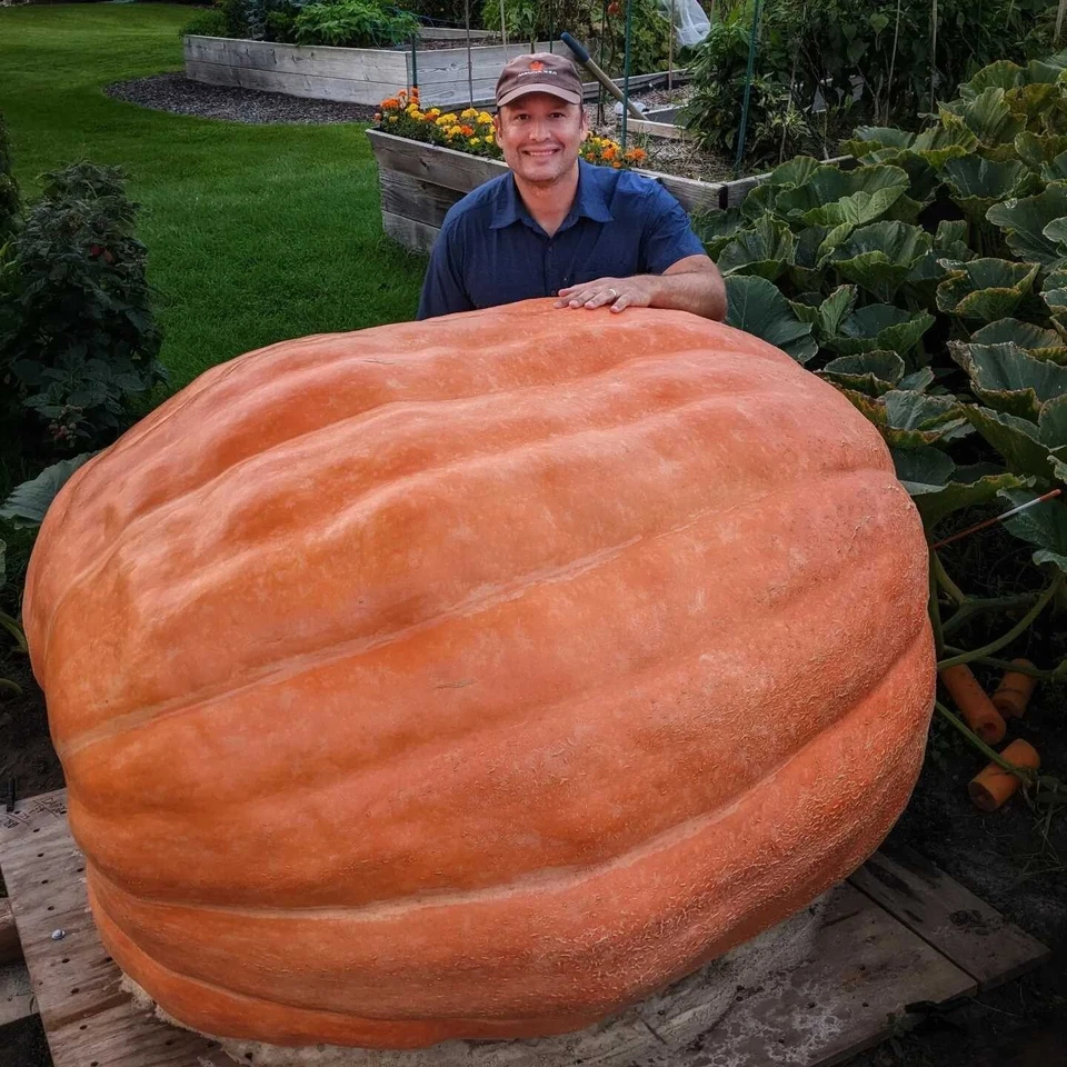 Semillas de calabaza gigante atlántica - Paquete de 2 semillas | Crecen enormes calabazas naranjas Foto 1 de 1
