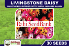 Livingstone Daisy 30 Seeds Cleretum Bellidiforme Pretty Useful in Flower Garden