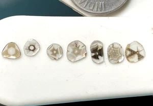 DIAMANTES SUELTOS EXTRAÍDOS TIERRA CORTE REBANADA POLKI TRAPICHE NATURAL RARO 1+CTS - Imagen 1 de 9