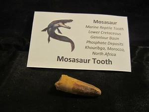 Dinosaurier Knochen Mosasaurier Zahn Marokko, Nordafrika mit Vitrine MT H - Bild 1 von 9