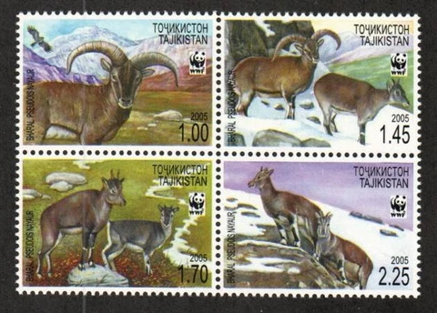 Tajikistan Stamp 266  - Bharals (Blue Sheep)--WWF Cover