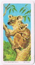 Brooke Bond Red Rose Tea Card #4 Koala Bear Animals & Their Young
