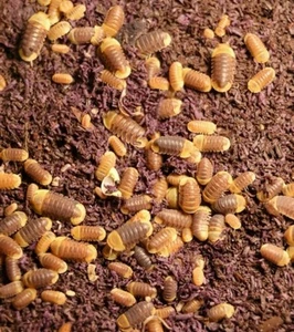 10+ Rubber Ducky Isopods Blonde Mix LAG - Picture 1 of 3