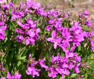 ARABIS WAND FELSENKRESSE FRÜHLING CHARM Arabis Blepharophylla - 500 Samen in loser Schüttung - Bild 1 von 1