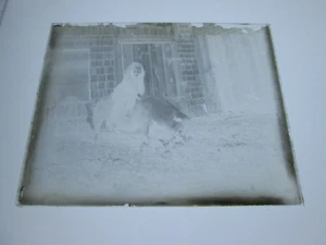 ONE (1) EARLY 1900s GLASS NEGATIVE: MAINE,  "GIRL RIDING PIG" - Picture 1 of 1