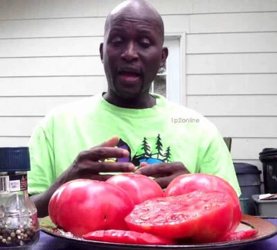 300 Seeds Tomato BRANDYWINE PINK HEIRLOOM vegetable garden GIANT 800g BIG FRUIT - Image 1 of 3