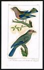 Oiseaux à rouleaux, bengali et vert, imprimé ancien colorié à la main -...
