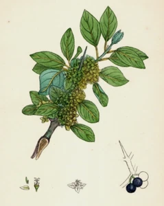 Espino amarillo purga impresión botánica coloreada a mano John Sowerby años 1860 K1A - Imagen 1 de 3
