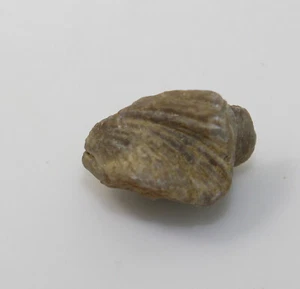 Brachiopode, Kransia sp., Devon, Eifel, Kerpen, EIfel, Germania -x291 - Foto 1 di 6