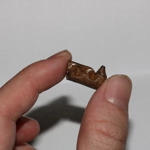 Reptile Jaw with Tooth Hell Creek Formation DINOSAUR FOSSIL CRETACEOUS Gorgeous - Picture 1 of 10