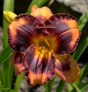 Taglilie, Hemerocallis " Francois Verhaert " - Zdjęcie 1 z 1