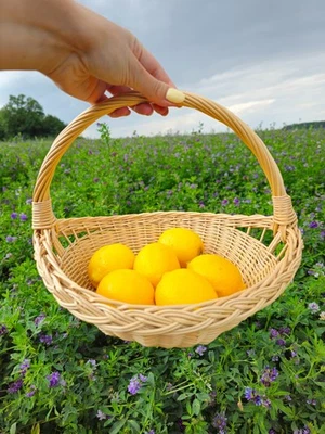 Round Wicker Basket – High Handle Willow Trug for Gathering, Rustic Wedding - Image 1 of 4