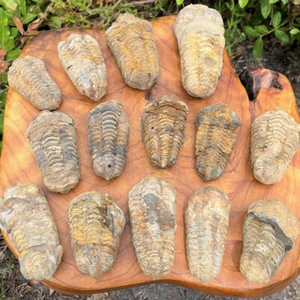 6.5-8cm Moroccan Trilobite Fossils Complete Original Stone Paleontology Animals - Picture 1 of 2