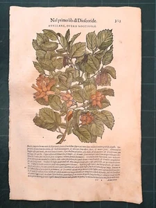 MATTIOLI MATTHIOLI Herbarium mit großen Figuren Original von 1604 HASELNÜSSE - Bild 1 von 1