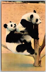 Postal de lino de colección del parque zoológico de Nueva York pandas gigantes osos zoológico ciudad de Nueva York años 40 - Imagen 1 de 2