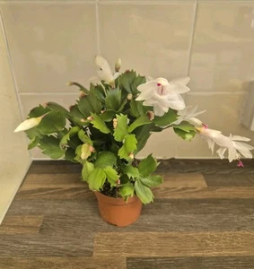 Christmas cactus | 9cm Pot | White | Thanksgiving Cactus | Schlumbergera | - Picture 1 of 4
